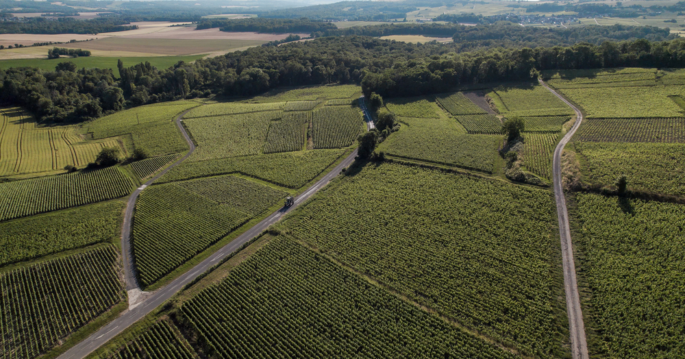 Vue aérienne vignoble 1